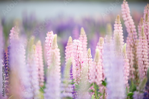 Close up of a lupine in a wider field of flowers  a closeup look of one of New Zealand s most beautiful invasive weeds 