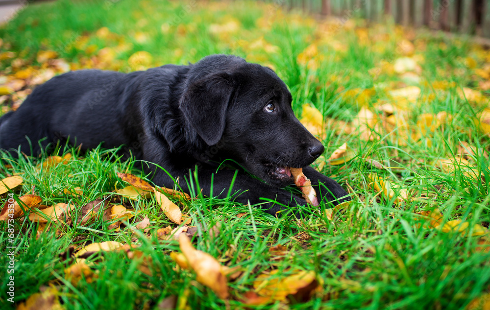 Black labrador puppy lies on its side in the green grass. The dog gnaws a bone and looks up. He is hungry. Walking and training. The photo is blurred