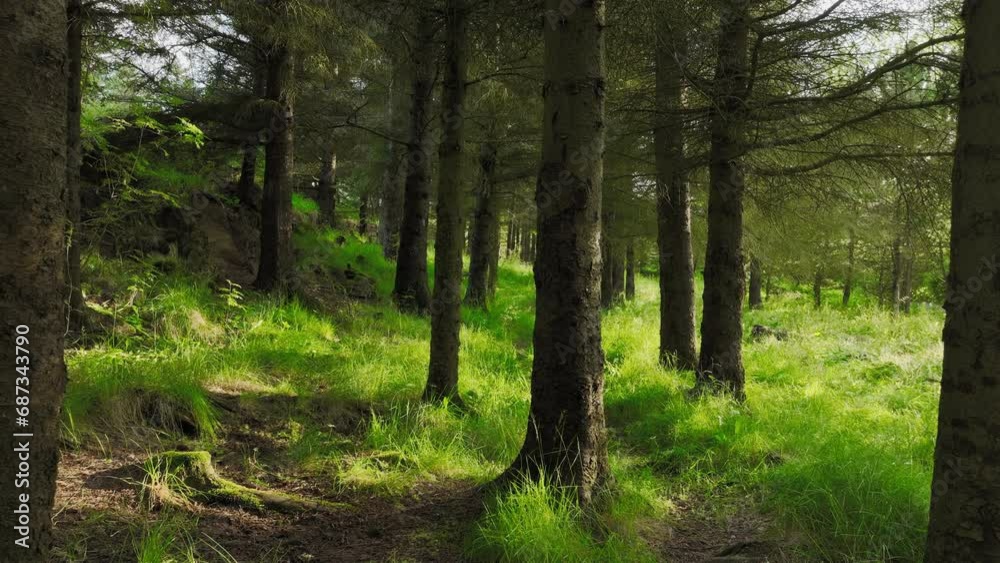 Summer Forest Magical Magnificent Green Pine Trees At Sunny Weather Summer Forest Magical Magnificent Green Pine Trees At Sunny Weather