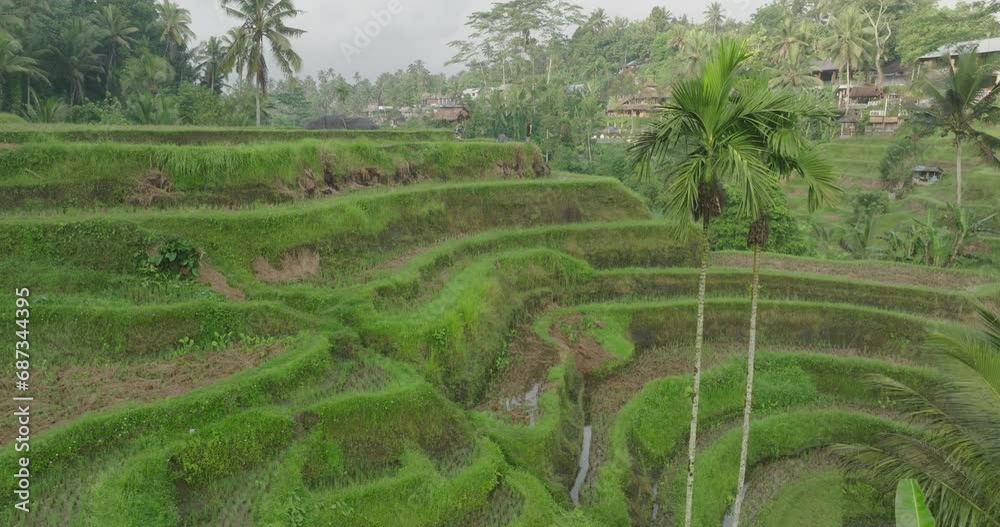 Aerial: Drone Forward Scarecrow On Hills Of Rice Paddies By Houses Against Sky - Bali, Indonesia Aerial: Drone Forward Scarecrow On Hills Of Rice Paddies By Houses Against Sky - Bali, Indonesia