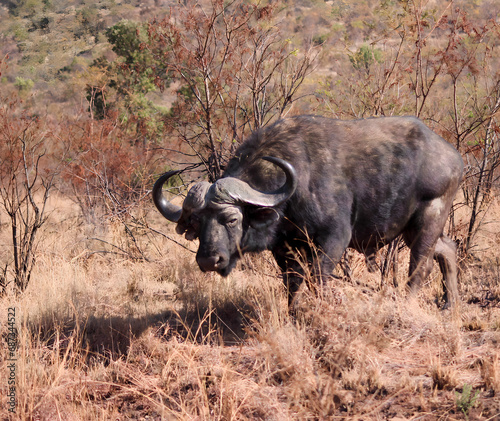 Cape buffalo bull staring down camera in Pilanesberg, South Africa photo