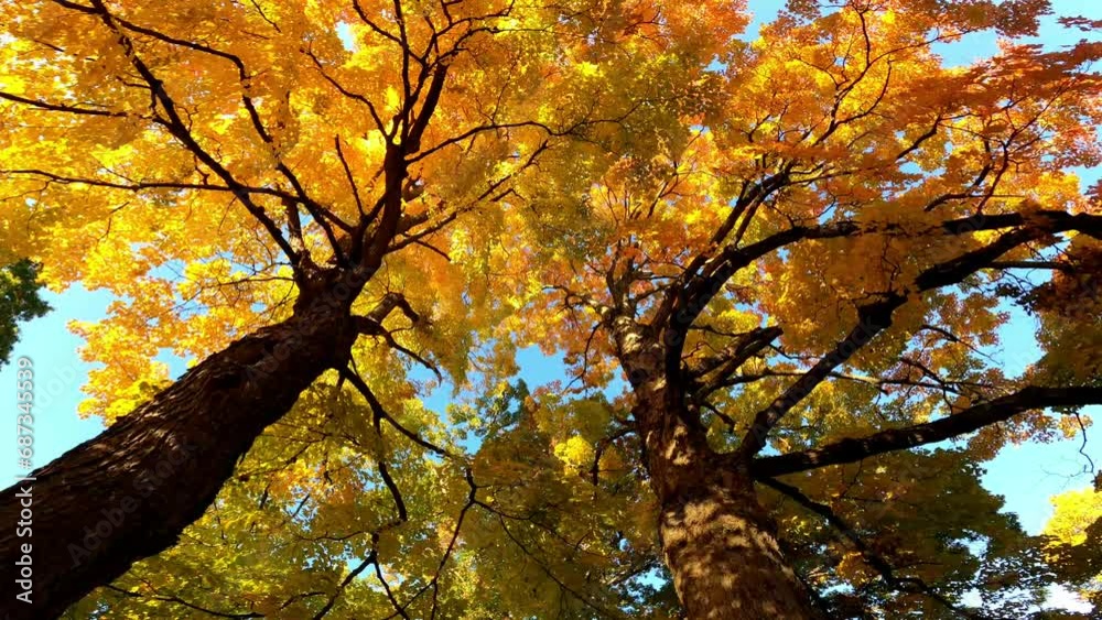 Trees 014 Timelapse Autumn Fall Looking Up Albany New York Trees 014 Timelapse Autumn Fall Looking Up Albany New York