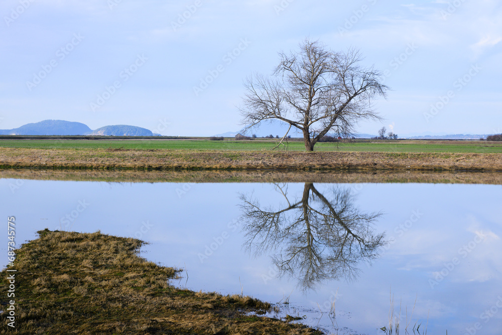Bare tree in winter landscape reflecting in calm inlet of water Bare tree in winter landscape reflecting in calm inlet of water