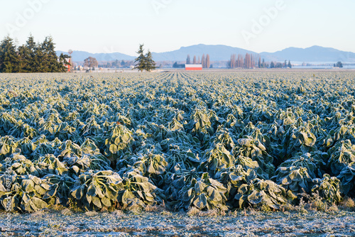 Φωτογραφία Agricultural field of brussels sprouts with frost in late fall in Skagit Valley