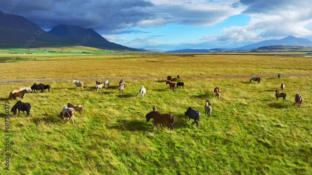 Herd of Horses Living in the Endless Picturesque Fields of Iceland Herd of Horses Living in the Endless Picturesque Fields of Iceland