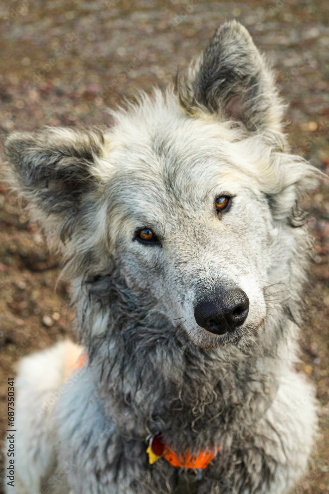 Fototapeta premium Portrait of a loving dog 