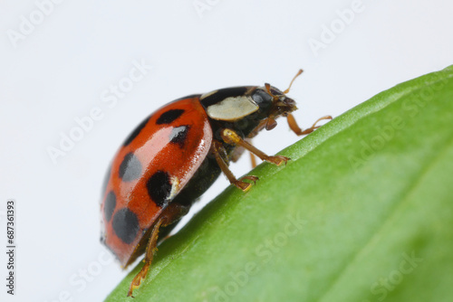 Red ladybug on green leaf against white background, macro view