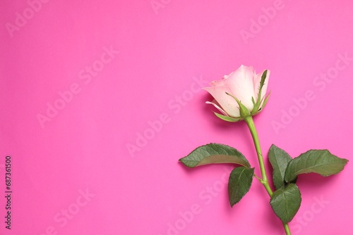 Fototapeta Naklejka Na Ścianę i Meble -  One beautiful rose on pink background, top view. Space for text