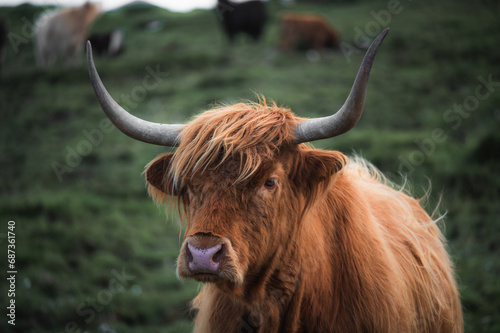 Closeup moody portrait of highland furry cow. Rural life and farming concept