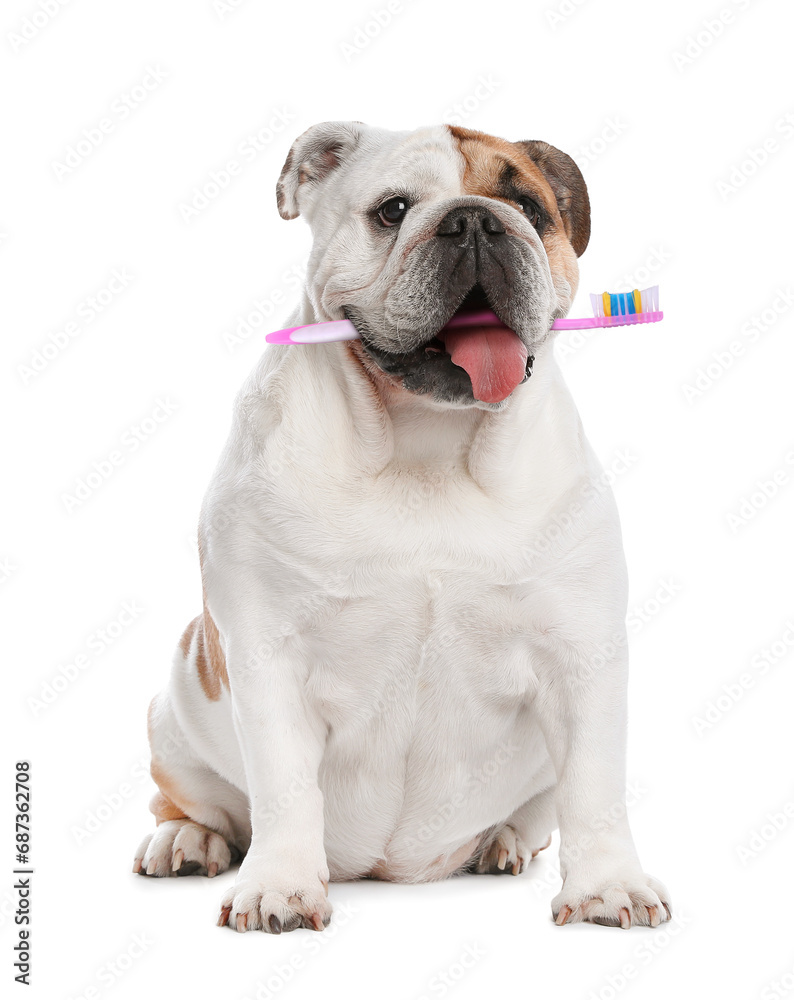 Cute dog with toothbrush in mouth isolated on white. Animal oral hygiene