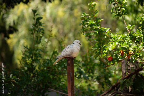 Eurasian collared dove perched on a metal post, in the garden against a green tree background