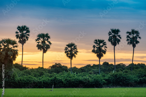 rice fields and sugar palm tree at sunrise 