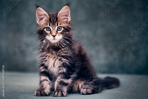 Portrait of a Maine Coon kitten in close-up.