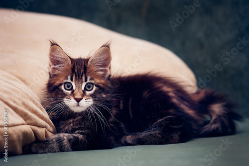 Portrait of a Maine Coon kitten in close-up.
