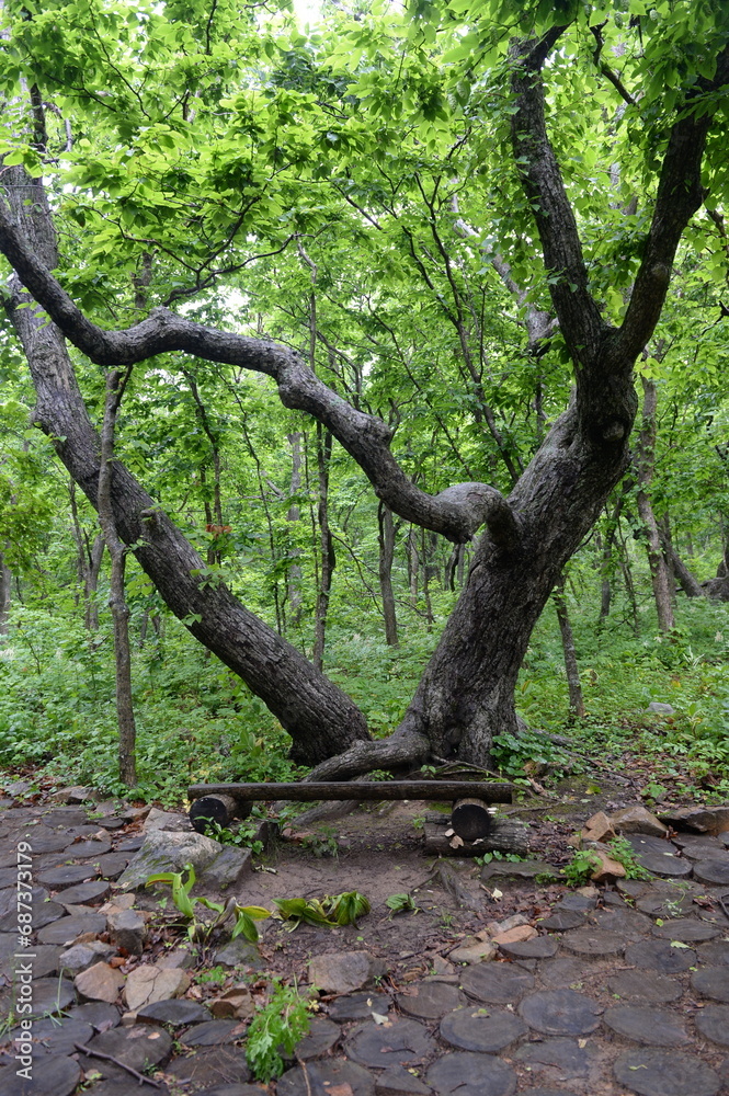 Forest on the tourist route of Popov Island in Peter the Great Bay of the Sea of Japan Forest on the tourist route of Popov Island in Peter the Great Bay of the Sea of Japan
