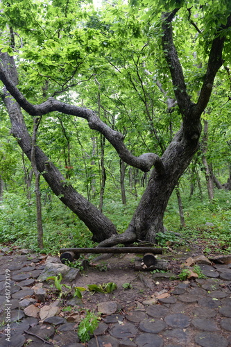 Forest on the tourist route of Popov Island in Peter the Great Bay of the Sea of Japan