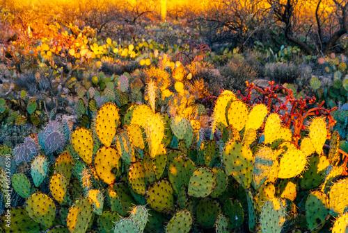 Prickly Pear cactus at sunset, Milagrosa Canyon, Tucson, Arizona photo