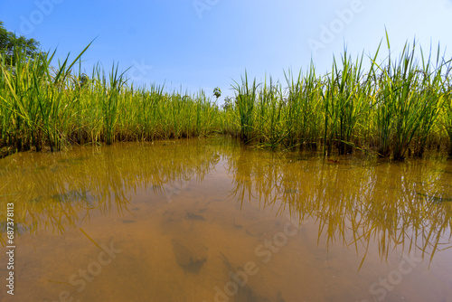 Rice field weather patterns and growing cycle through seasons Asia photo