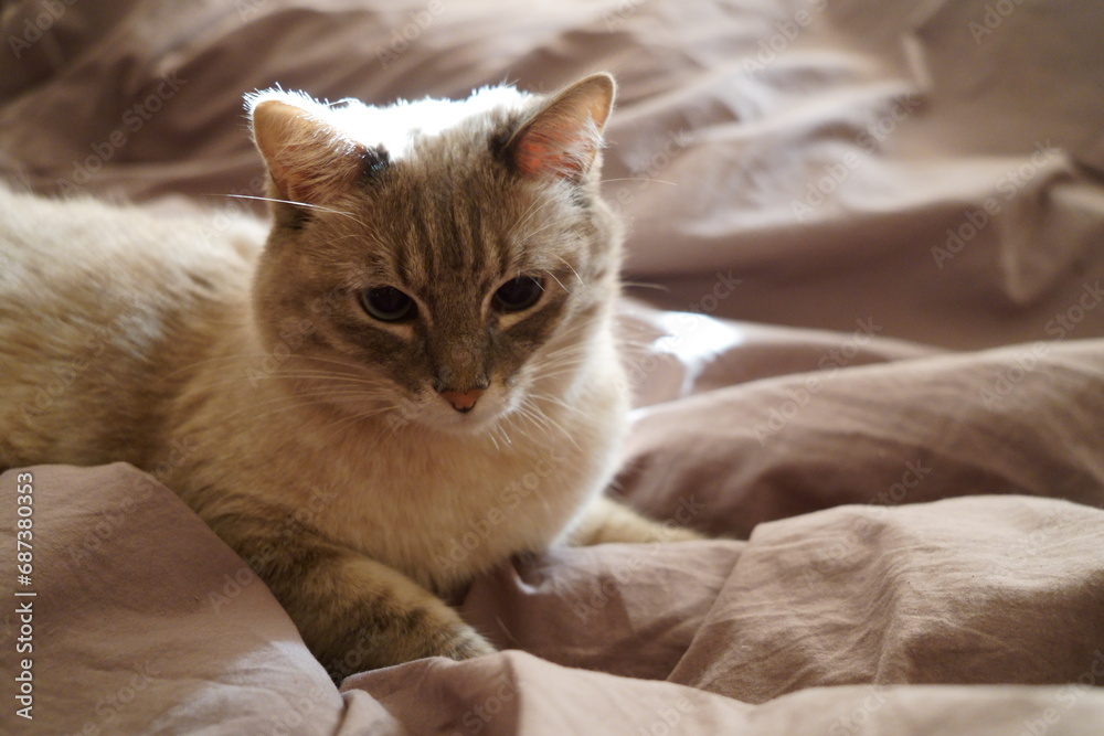 Front view of a cute beautiful Siamese breed cat on a classic brown blanket Front view of a cute beautiful Siamese breed cat on a classic brown blanket