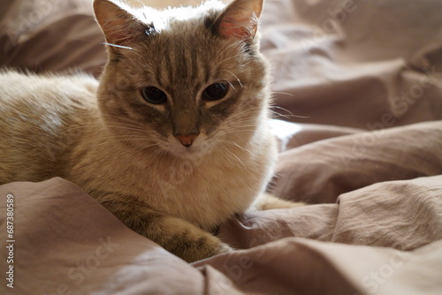 Fototapeta Naklejka Na Ścianę i Meble -  Front view of a cute beautiful Siamese breed cat on a classic brown blanket