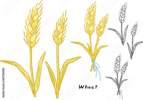 Wheat, wheat tied together with a ribbon, hand-drawn cute line drawing illustration set / 小麦、リボンでまとまっている小麦、手描きのかわいい線画イラストセット