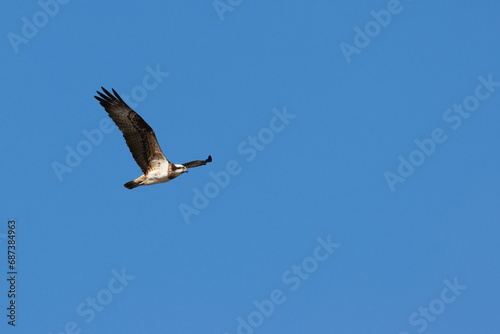 flying Osprey in the blue sky