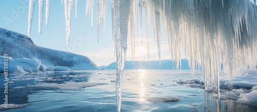Baikal alke with hanging icicles