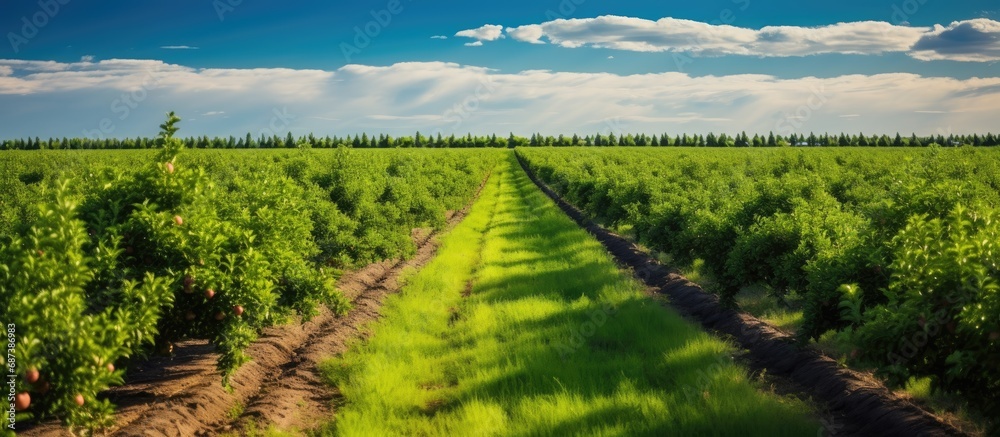 Apple trees grow in agricultural rows.
