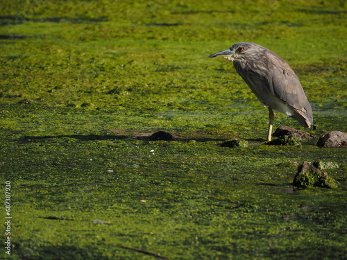 Black-crowned Night Heron - Nycticorax nycticorax