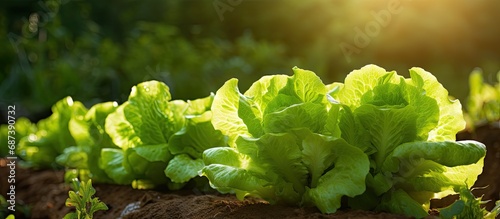 Lettuce thrived outdoors.