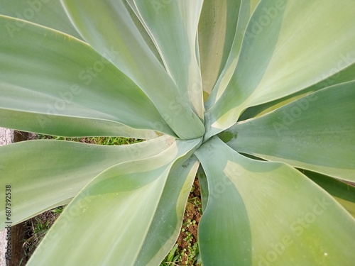 Siklok or lion's tail plant is popular as an ornamental plant in gardens with subtropical and warm climates photo