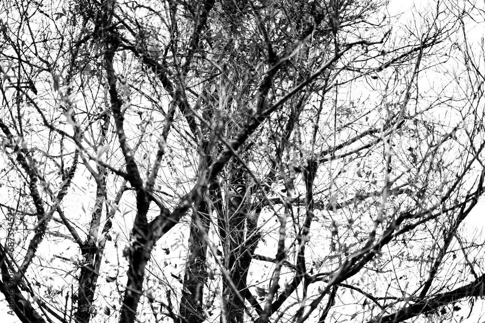 dry plant in tropical forest dry plant in tropical forest