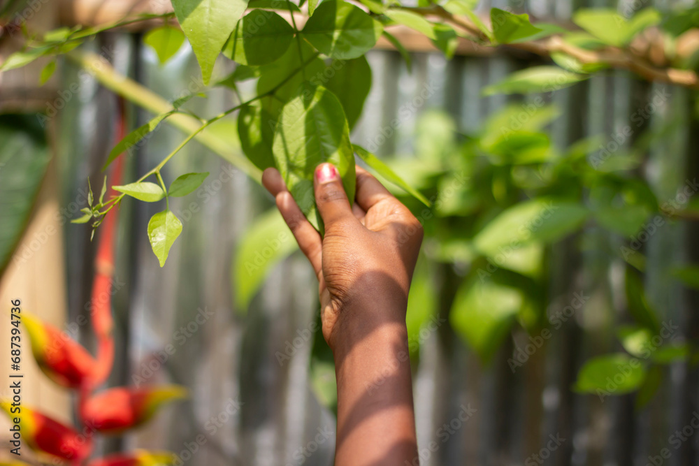 A man is holding a tree leaf with his hands and a green background A man is holding a tree leaf with his hands and a green background