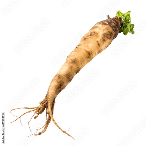front view of a spoil rotten parsnip vegetable isolated on a white transparent background 