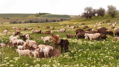 A herd of goats and sheep grazing on the grass. Cattle breeding is one of the main activities of the rural population of Ukraine.
