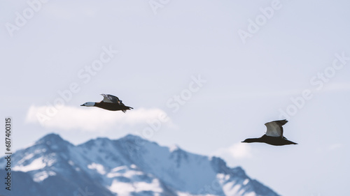 New Zealand Paradise birds flying