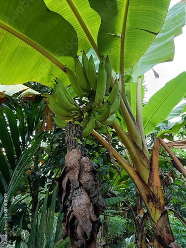 Banana, fruit of the genus Musa, one of the most important fruit crops of the world. 
