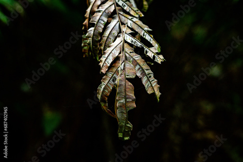 dry fern in tropical forest
