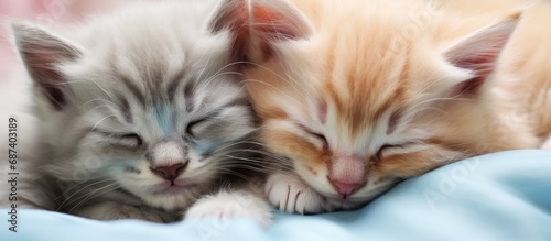 Sleeping kittens with blue eyes  cuddled together.