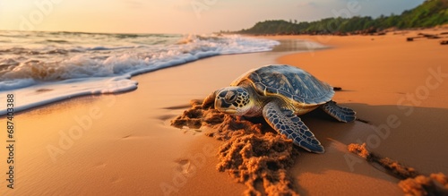 Sea turtle seen at Kosgoda Sea Turtle Conservation Project in Sri Lanka, perfect for turtle watching. photo