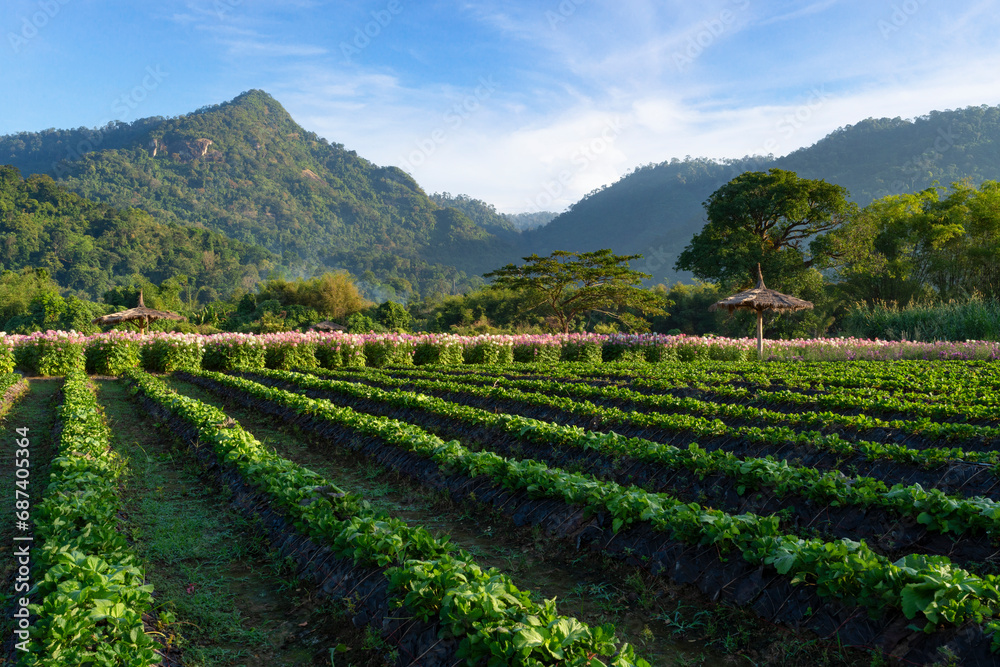 Strawberry field and colorful spider flowers blossom in the flower field.