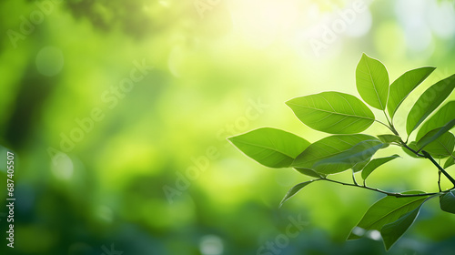 beautiful nature view of green leaf on blurred greener background in garden with copy space.