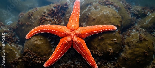 Sea Star collected from Pramuka Island  Jakarta.