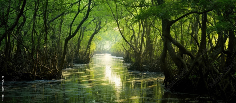 Mangrove forest in Orissa.
