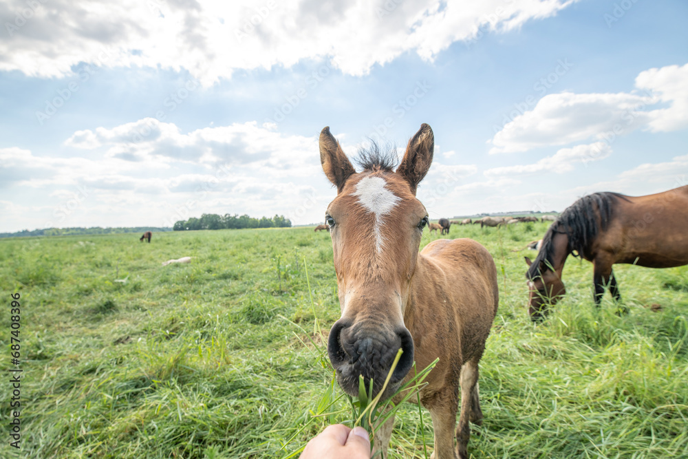 A beautiful Belarusian draft horse is grazing on a summer field. A beautiful Belarusian draft horse is grazing on a summer field.