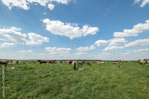 A beautiful Belarusian draft horse is grazing on a summer field.