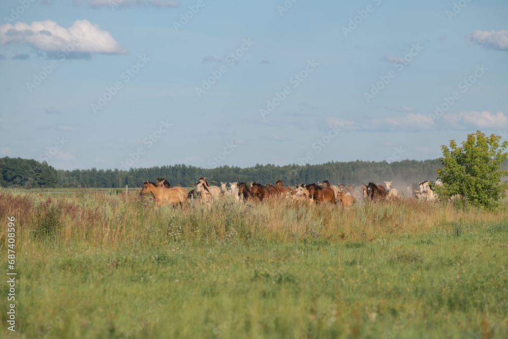 A beautiful Belarusian draft horse is grazing on a summer field. A beautiful Belarusian draft horse is grazing on a summer field.