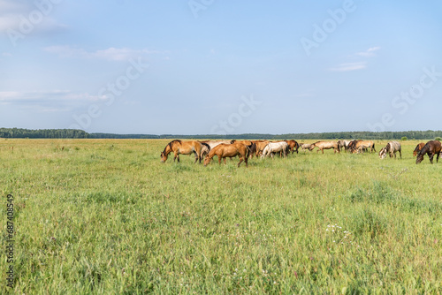 A beautiful Belarusian draft horse is grazing on a summer field. © shymar27