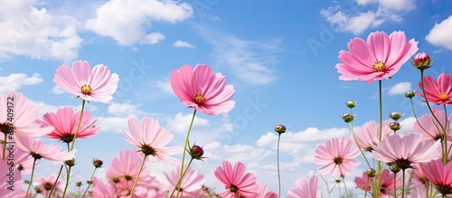 Beautiful close-up view of pink flowers on a field, with a sunny blue sky and clouds. © AkuAku