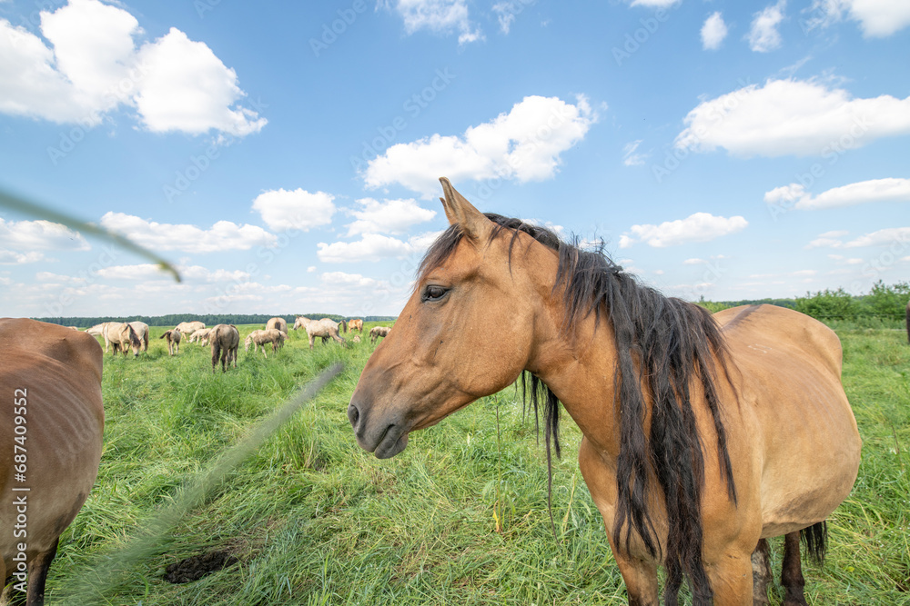 Fototapeta premium A beautiful Belarusian draft horse is grazing on a summer field.